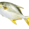 Golden Pompano