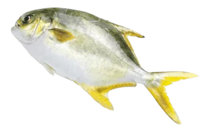 Golden Pompano
