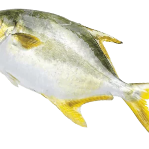 Golden Pompano