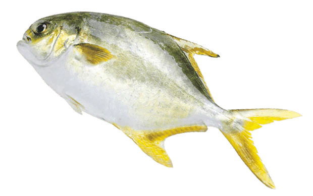 Golden Pompano