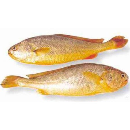 Yellow Croaker