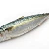 Mackerel