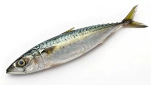 Mackerel