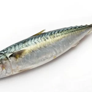 Mackerel