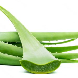 Aloe Vera from Spain is a fresh, high-quality plant known for its natural health and skincare benefits. The thick, fleshy leaves contain a soothing gel widely used in natural remedies, cosmetics, and skincare products. Aloe vera can also be used in juices and traditional preparations for its refreshing and nourishing properties.